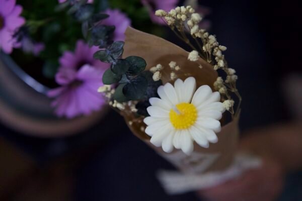 La Marguerite – Image 7